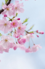 門出の花（竜馬がゆくより）
