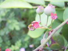 花が終わっても