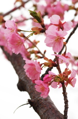 河津桜