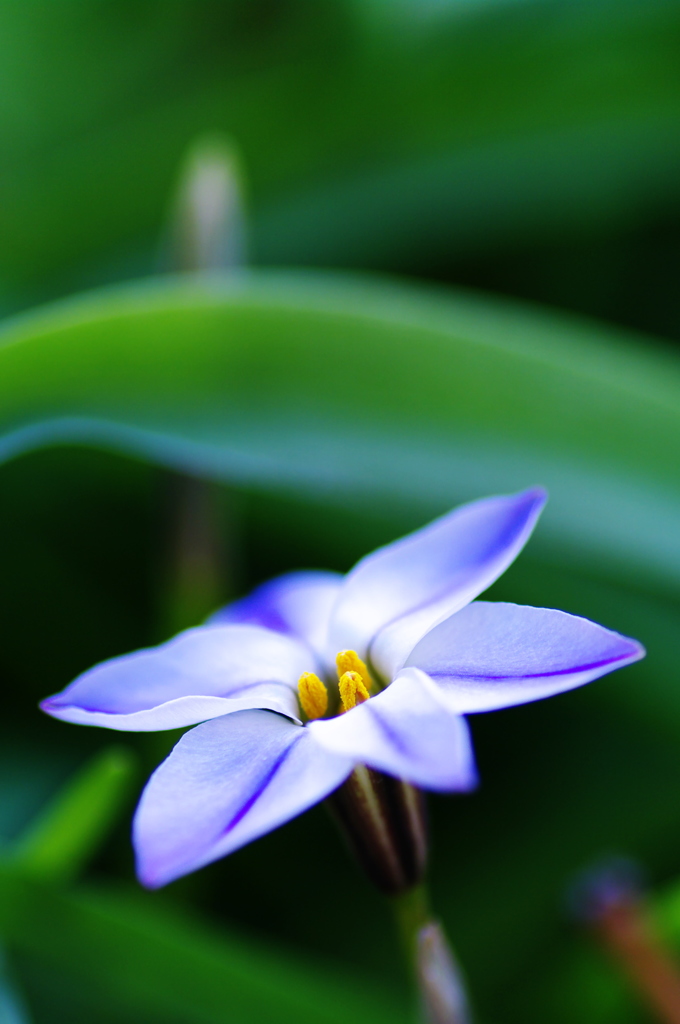 K20D花2