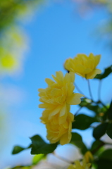 木香バラと青空