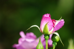 紫のばら　蕾