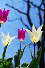 春・本番
