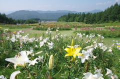 ユリ園にて　no.5