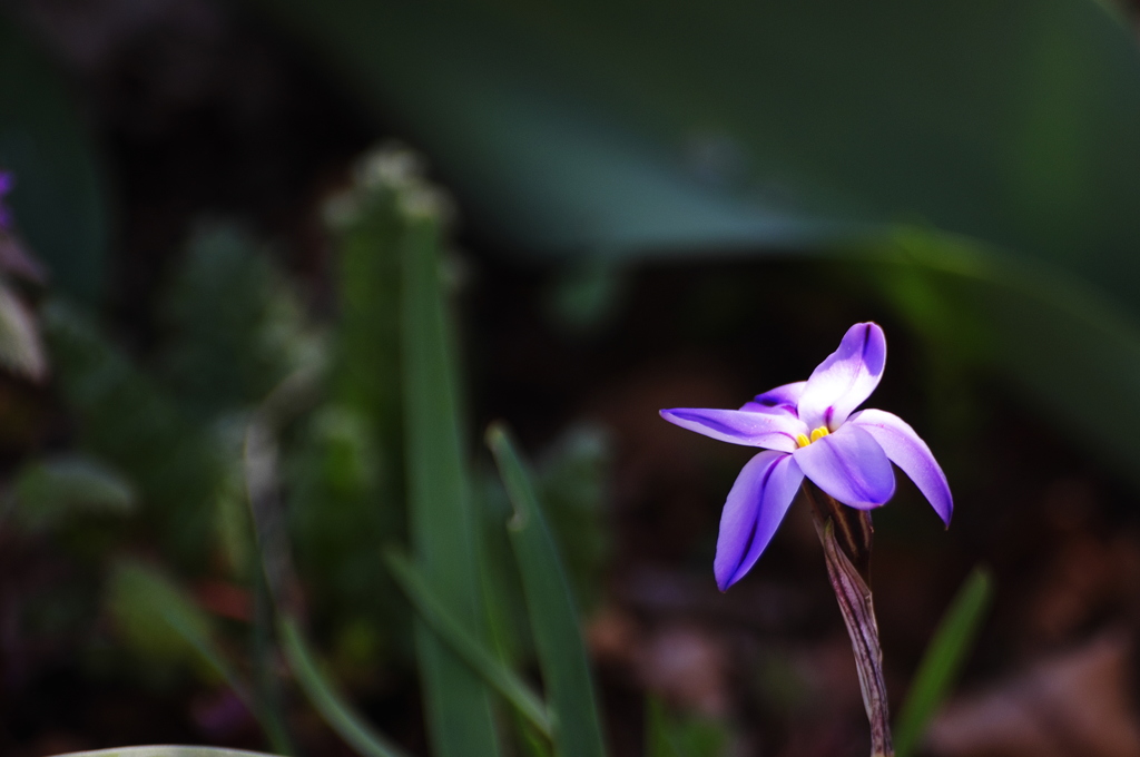 K-R花1