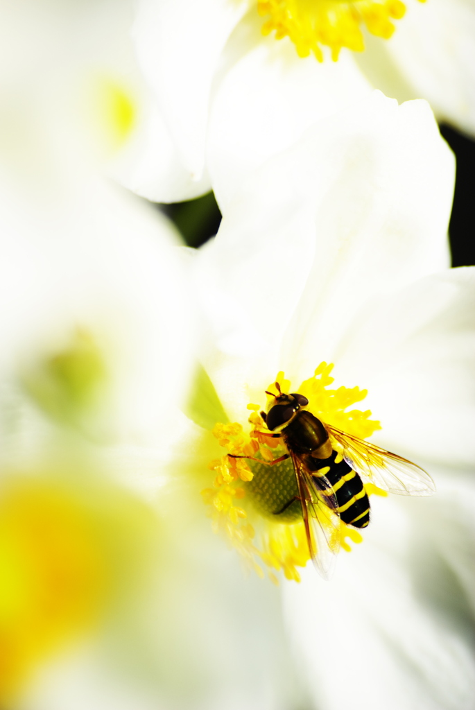 蜂と白い花