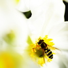 蜂と白い花
