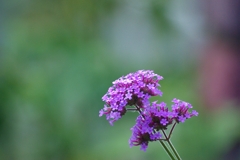 IMGP0293