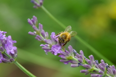 蜂