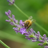 蜂