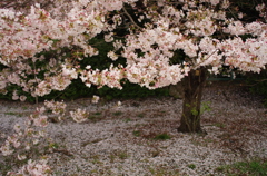 散りゆく・・・