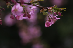 河津桜1