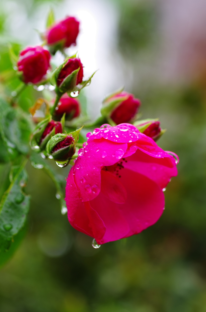 雨のばら