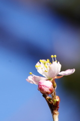 sakura1