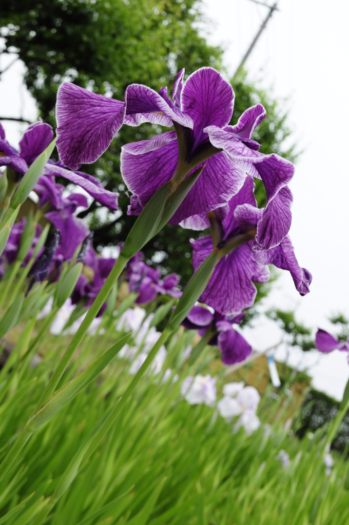 花しょうぶ