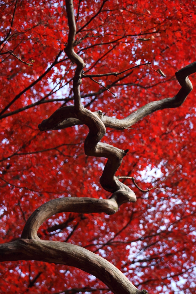 樹木の稲妻