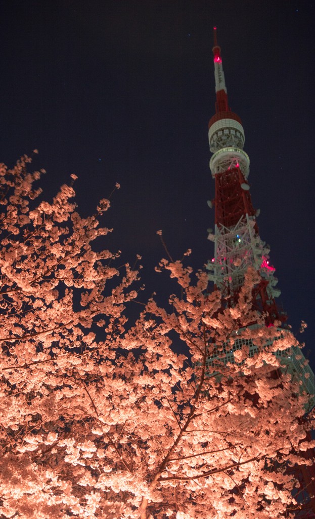 桜花