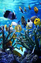 under the sea