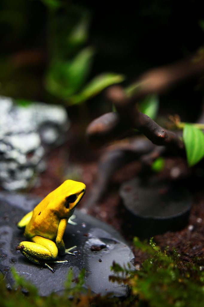 yellow frog