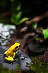 yellow frog