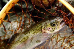 Rainbow Trout