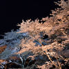 夜桜