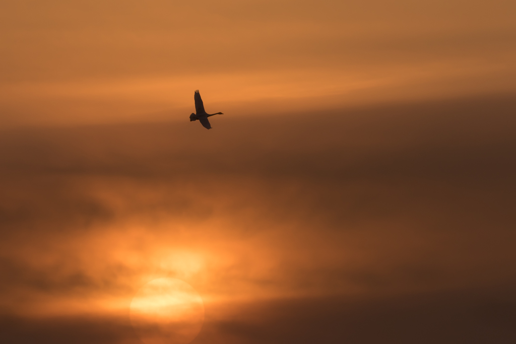 夕日