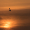 夕日