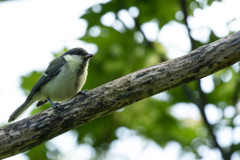 シジュウカラの幼鳥