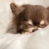 ZZZ・・・