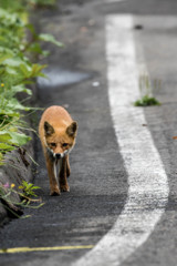 キツネ#2