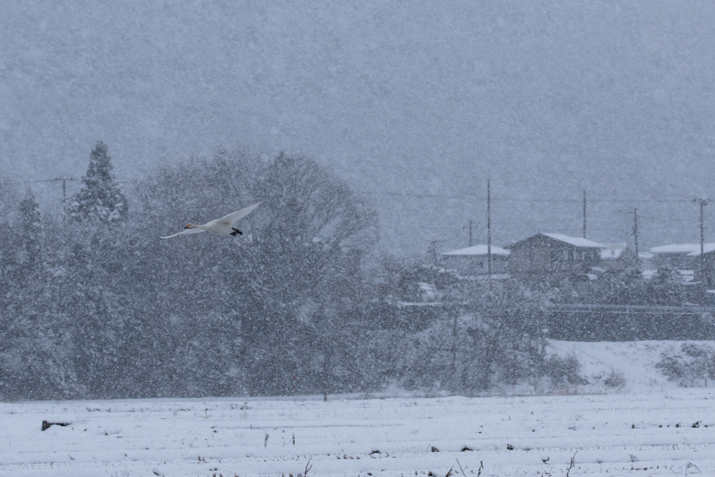 今年は雪が早い・・・