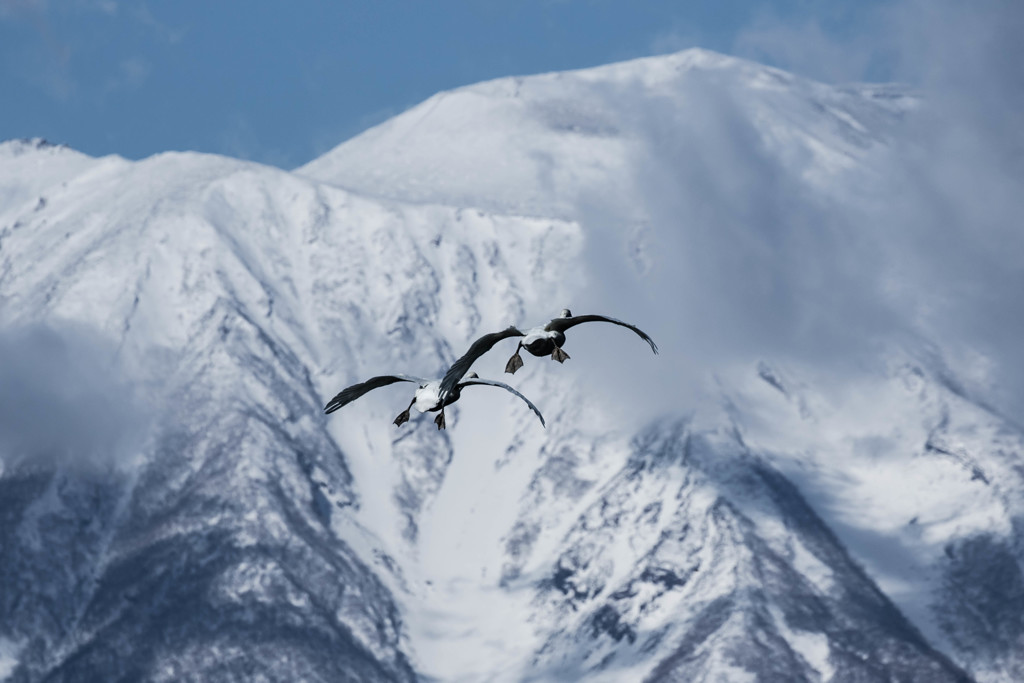 雪山と白鳥