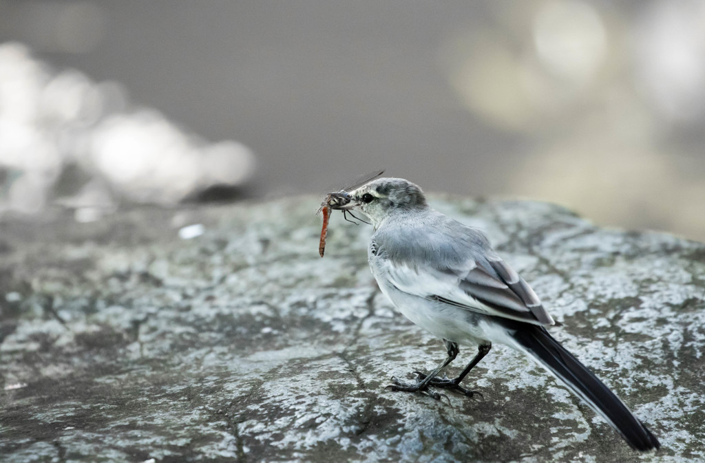 セグロセキレイ