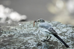 セグロセキレイ