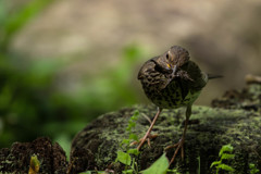 クロツグミ