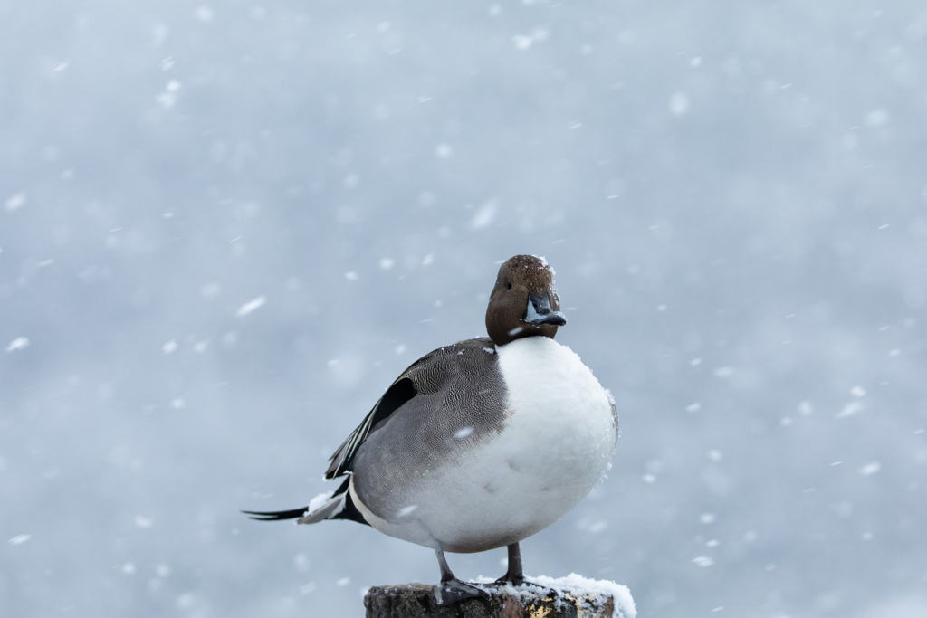 風雪