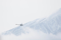 白鳥と岩手山