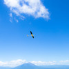 飛行機
