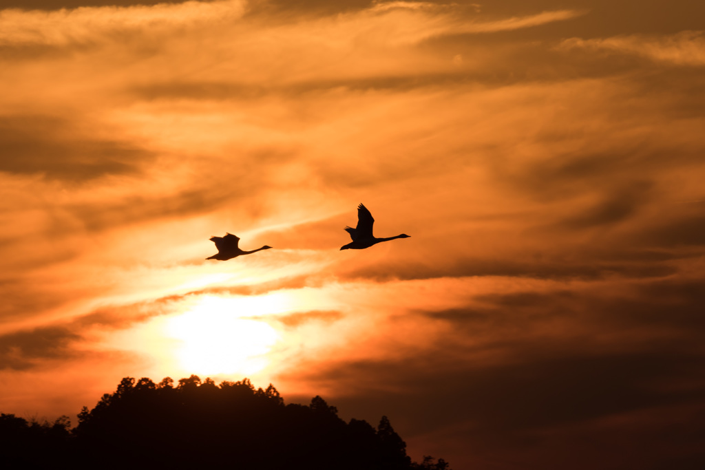 夕日と白鳥