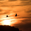 夕日と白鳥