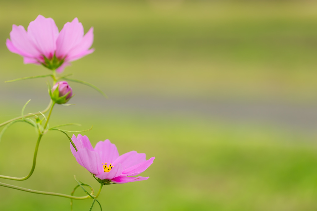 秋桜