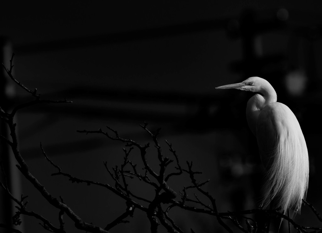 チュウサギ