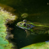トノサマガエル