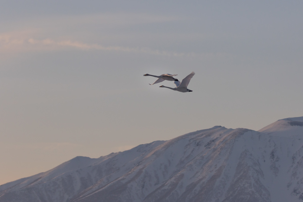 雪山と白鳥