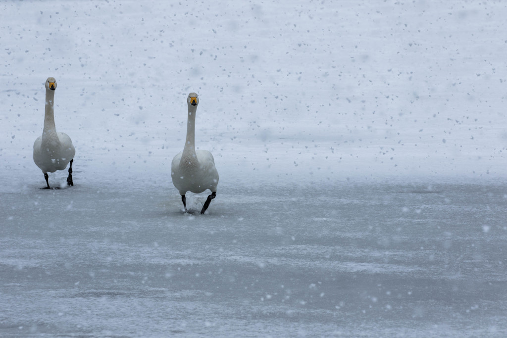 湿雪