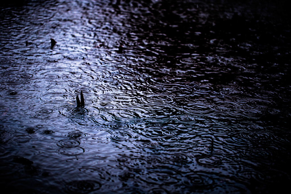 雨