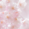 八重桜