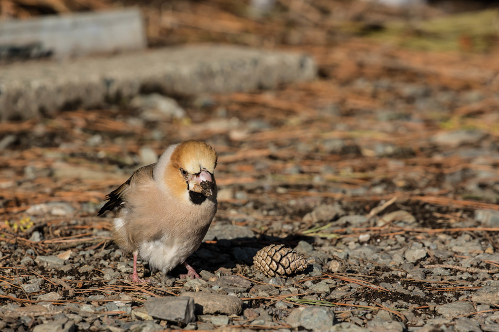 シメの幼鳥