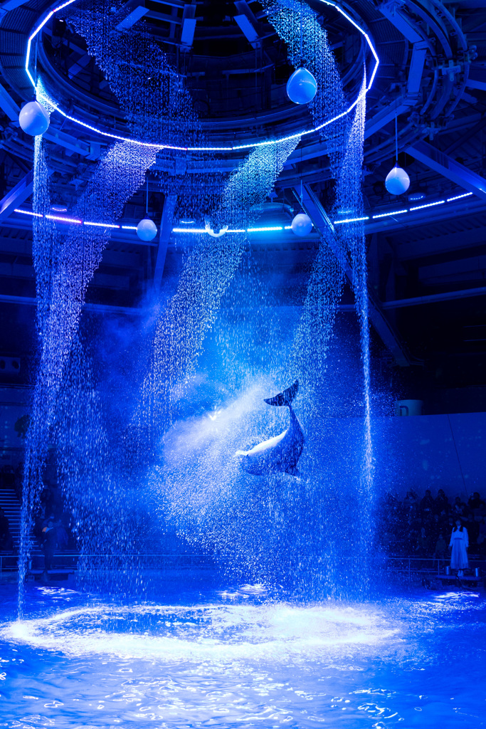 Dolphin